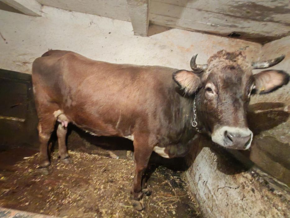 De vânzare vaca brună