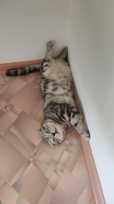 Отдам кота в хорошие руки
