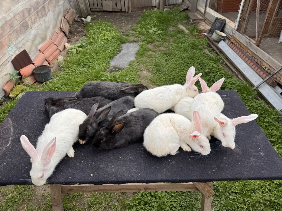 Iepuri hycole francez