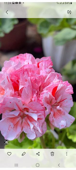 Герани Пералгония