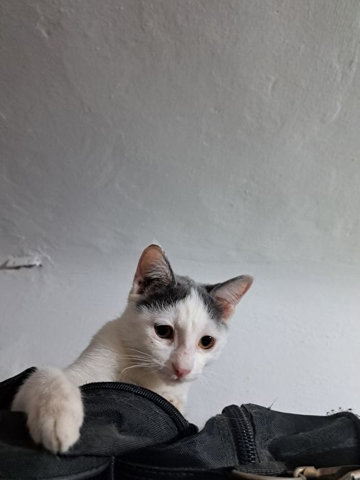 Котёнок 4 месяца