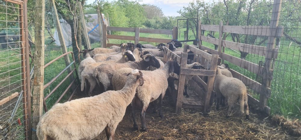 Oi suffolk și carabase  de vanzare