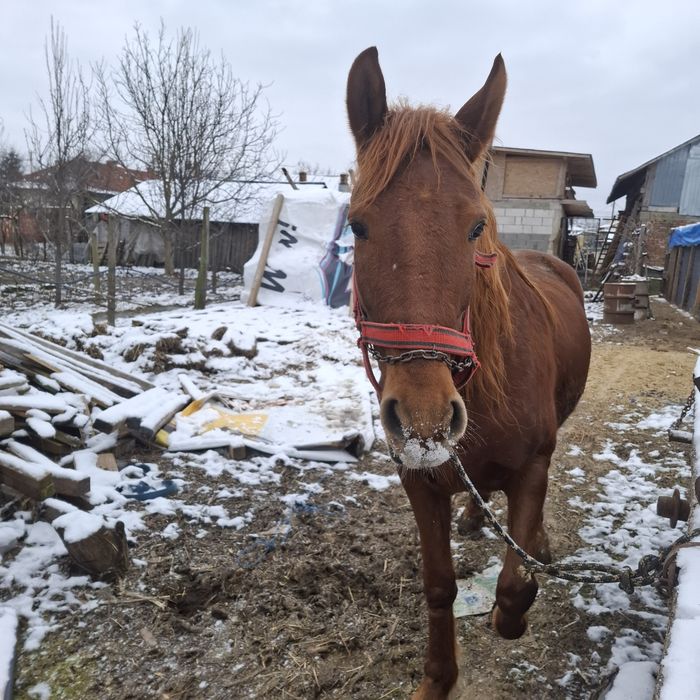 Vând iapa sau schimb