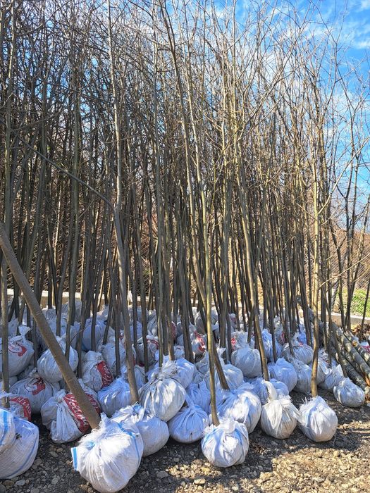 Vindem Mesteacan Tei Catalpa Frasin Stejar Tuia