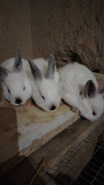 Quyon bolalari sotiladi