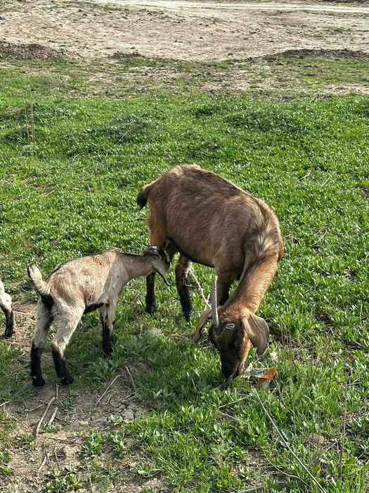 Ешкі сүті сатылады.