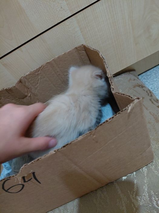Рыжий котенок ищет дом