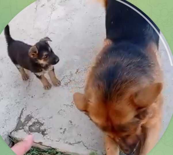 Щенки восточноевропейской овчарки