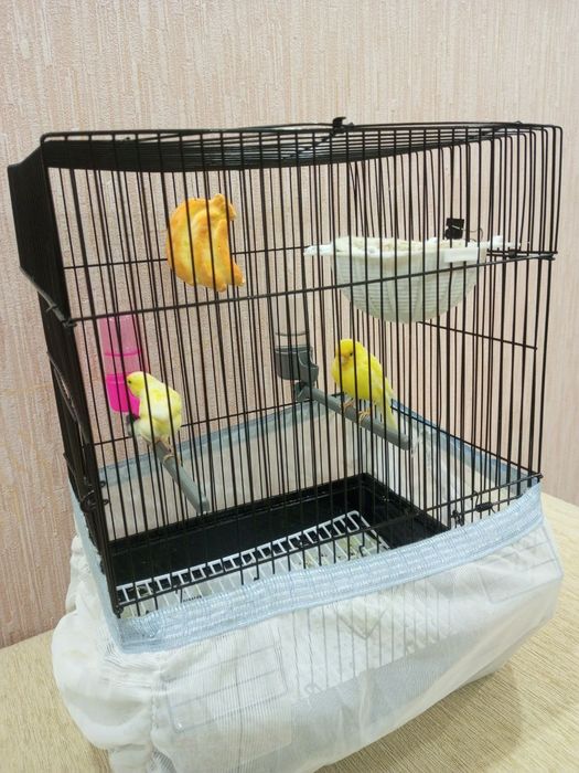 Канарейки пара с клеткой