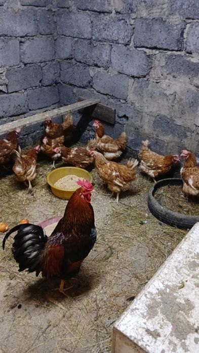 Продаю петухов  ,,