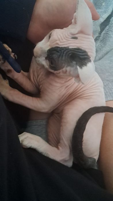 Канадский сфинкс