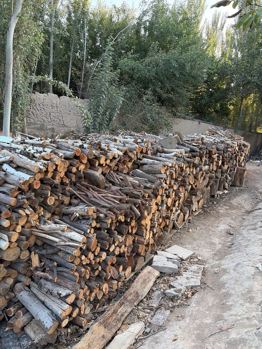 Zangota tumanida otin bor