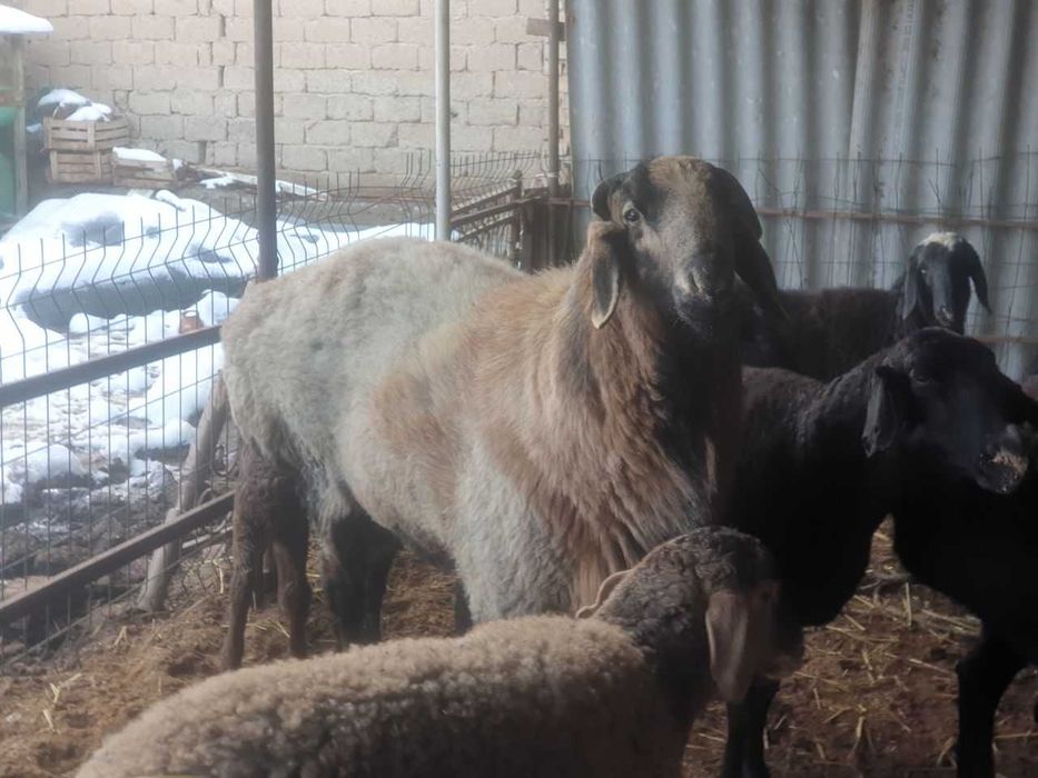 Йирик куйлар сотилади