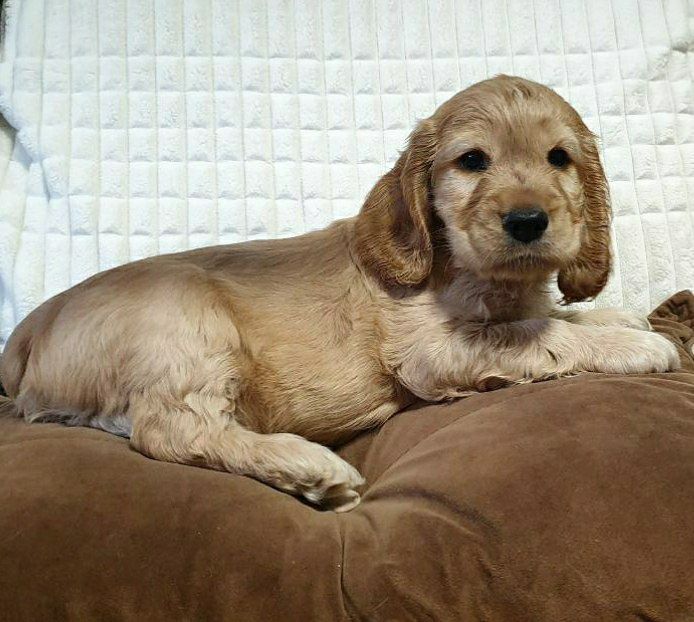 Щенки английского спаниеля