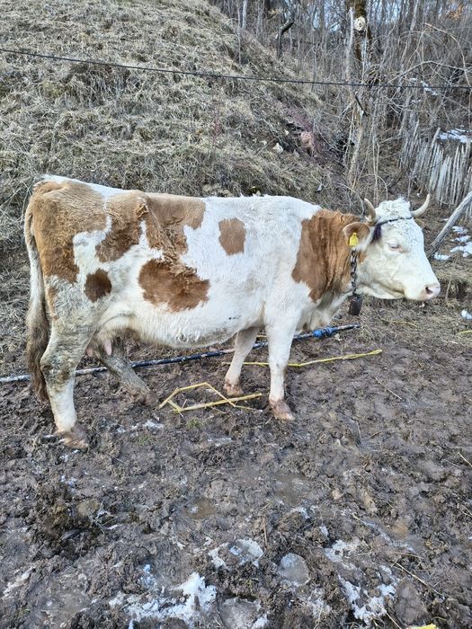 Vacă cu vițel de 4 săptămâni,fătată