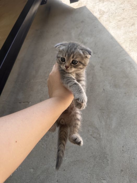 Продам    котят .