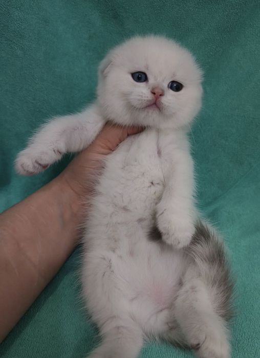 Продаётся чистокровный шотландский котёнок мальчик