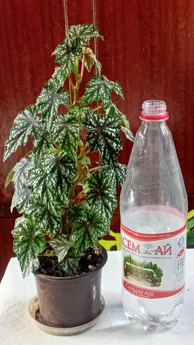 Продам  бегонии, золотой ус