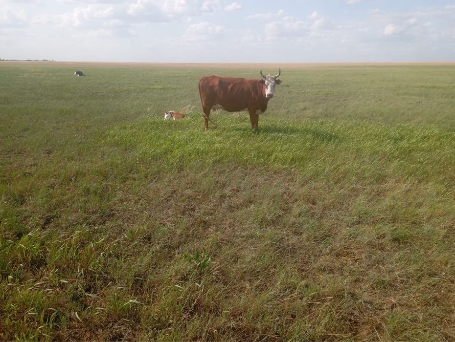 Продам КРС коровы стельные