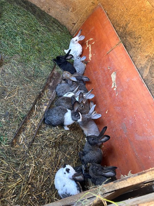 Iepurași de vânzare vârste diferite !