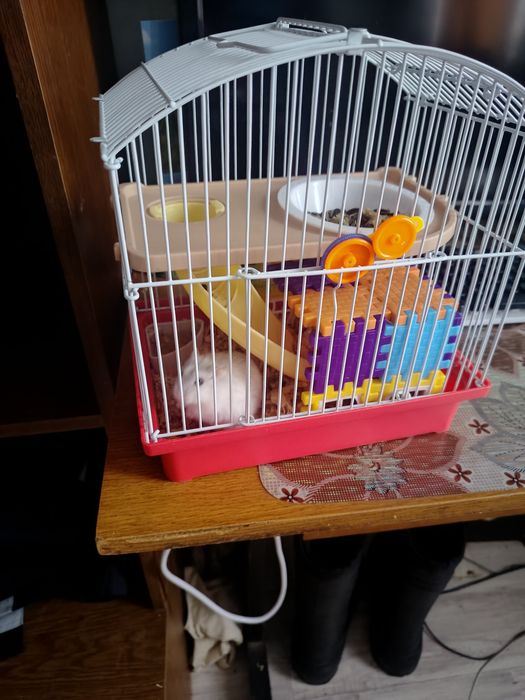 Продам хомяков .