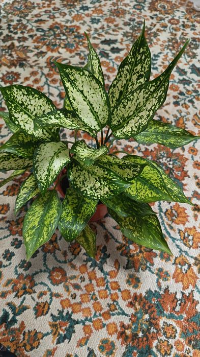 Красивая Аглонема даймонд