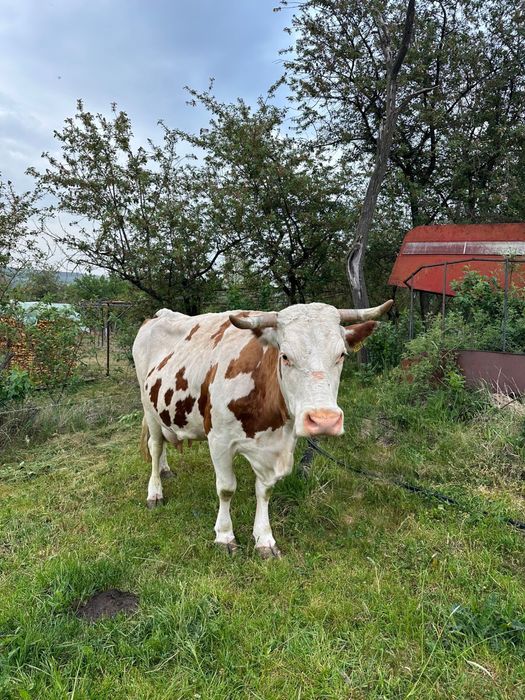 Vaca Bălțată Românească