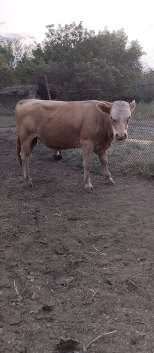 Продаеться Бычки