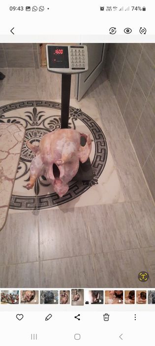 Индук ундік Индюк