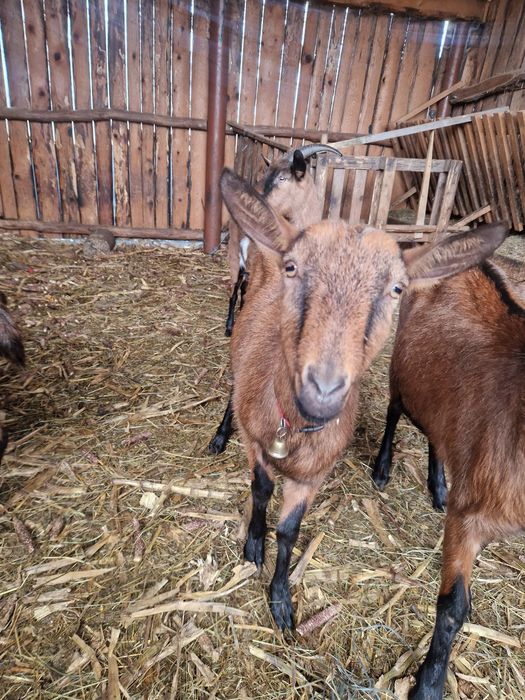 Vand capra alpina franceza