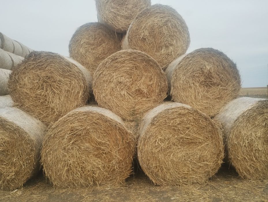 Vând tulei și paie de grau