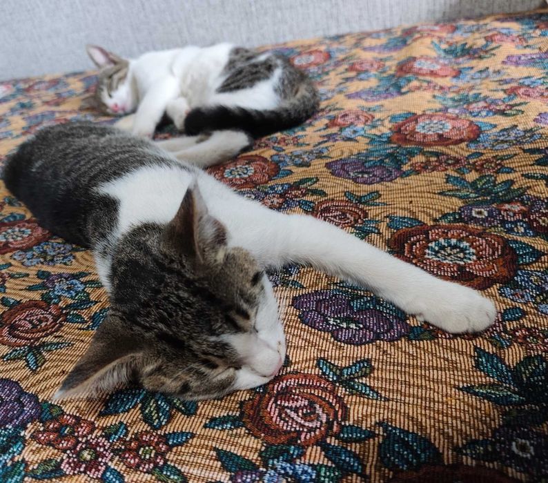 3 месечни котета