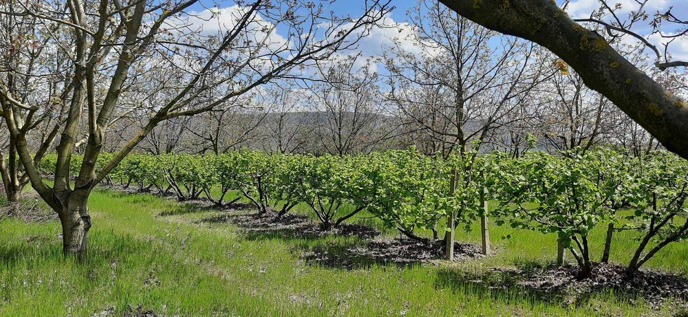 Продава се Земеделски имот в Шумен, Център -  кв.м за 3060 €/дка - Снимка #23