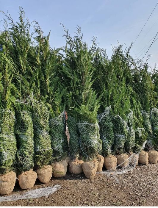 Vând tuia leylandii și mesteacăn alb