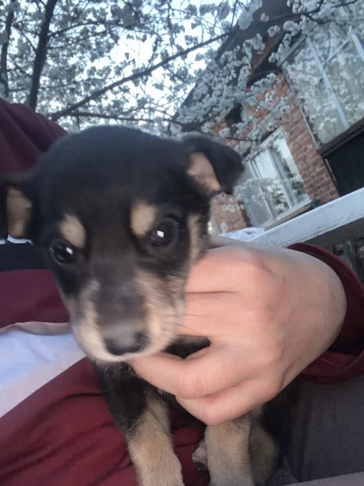 Две мини същества търсят смоят нов дом помогнете им моля ви се