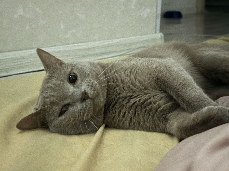 Срочно продам кот