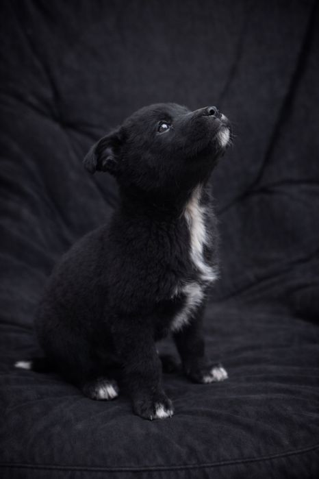 Щенки звоночки очень красивые