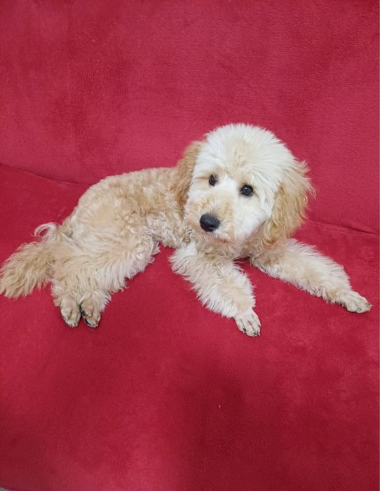 Мини пудел априкот