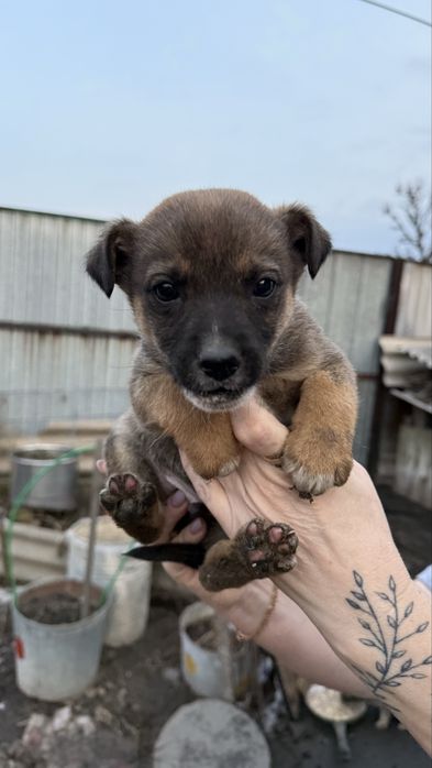 Отдам Щенят в хорошие руки!