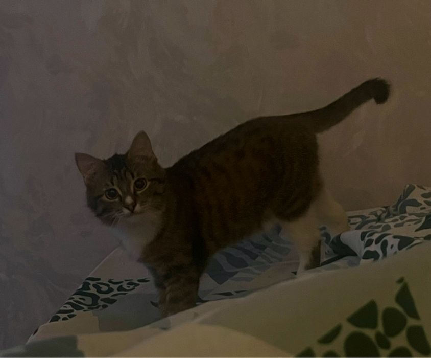 Отдам котенка девочку в хорошие руки