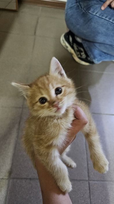 Отдадим котёнка в Добрые руки. Мальчик.