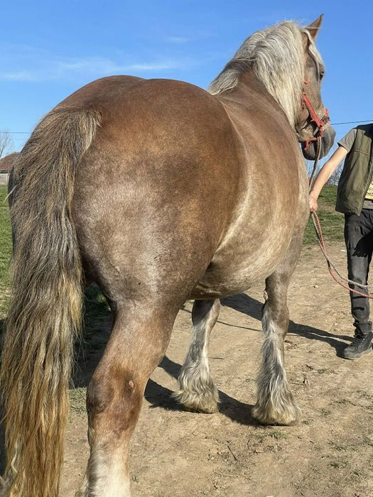 Vând iapa de 5 ani gestanta