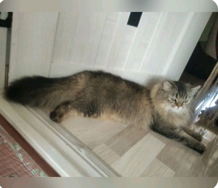 Zotli mushuk sotiladi
