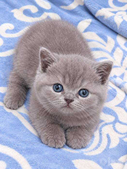 Продаются котята