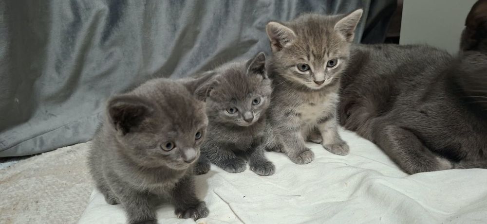 Отдам котят бесплатно