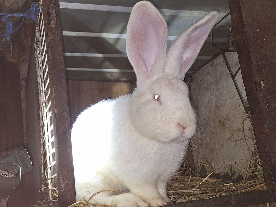 Iepuroi uriaș german alb