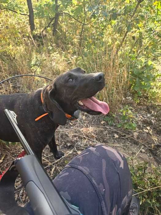 Plott Hound.Четири малки/женски/ родени на 29.09.2026