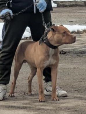 Продава се Питбул