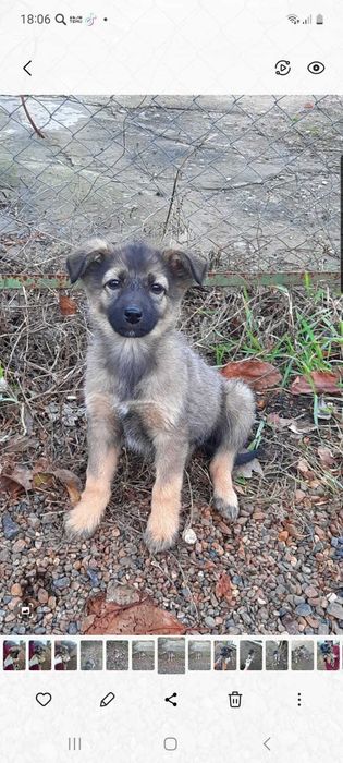 Отличные ребята - кутята