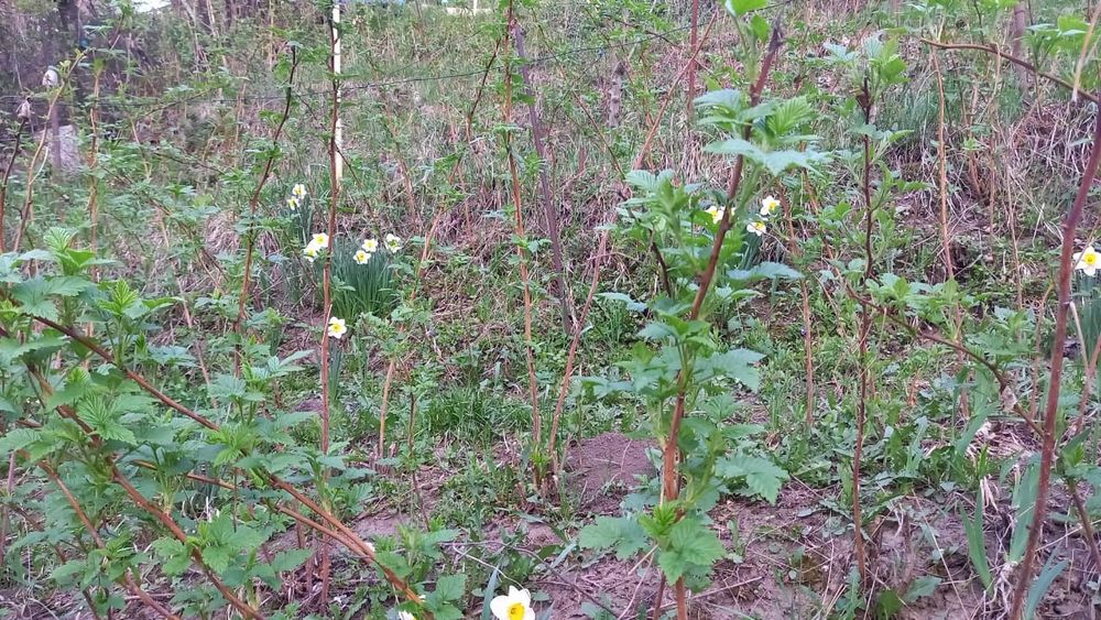 Продам дачу кенсай